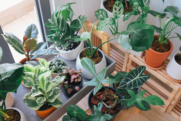 The best Mount Isa indoor plants